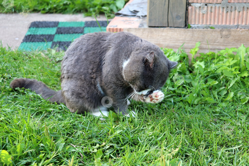 Скачать Серый кот умывается на траве, протирает глаза передней лапой фотосток Ozero