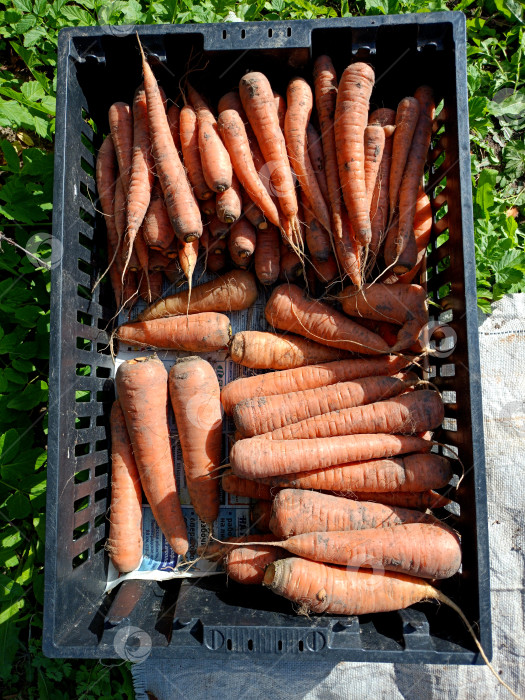 Скачать Пластиковый ящик со спелой морковью, сбор урожая фотосток Ozero