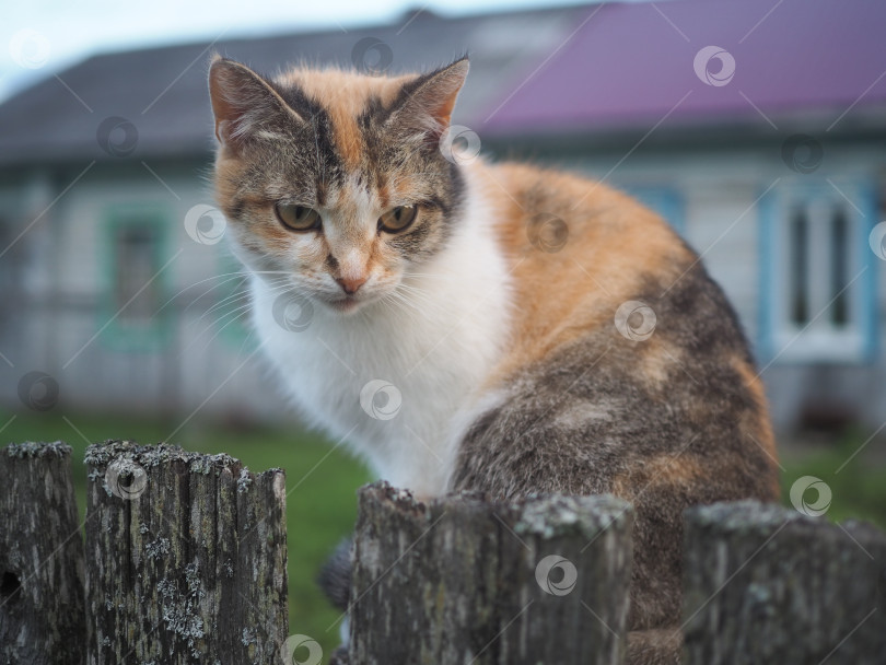Скачать Деревенский кот сидит на заборе. фотосток Ozero