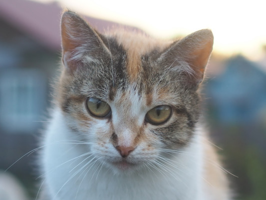 [object Object] undefined