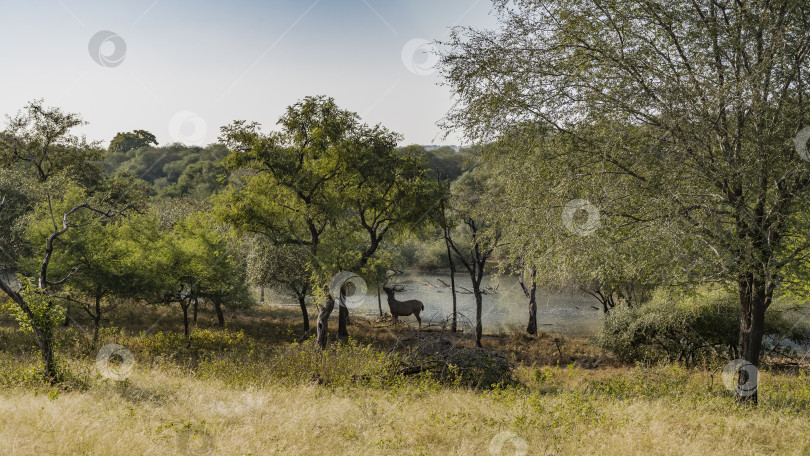Скачать Индийский олень самбар Руса одноцветный пасется на листве в джунглях. фотосток Ozero