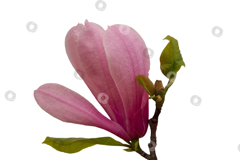 Скачать Розовый цветок магнолии на ветке с зелеными листьями, выделенными на белом фоне фотосток Ozero
