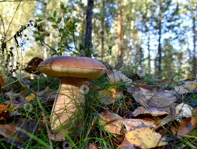 Скачать Белый гриб растёт в лесу фотосток Ozero