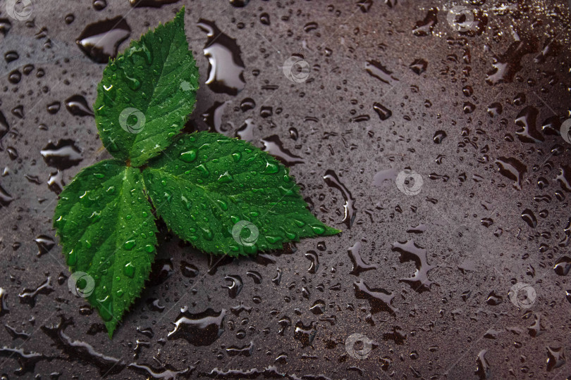 Скачать Зеленый лист малины на черном фоне с каплями воды и пустым пространством для текста, место для копирования, ровный слой фотосток Ozero