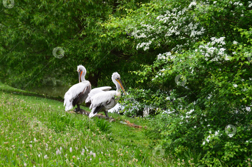 Скачать пара белых аистов в дикой природе летом. Птицы на фоне красивого зеленого пейзажа. фотосток Ozero
