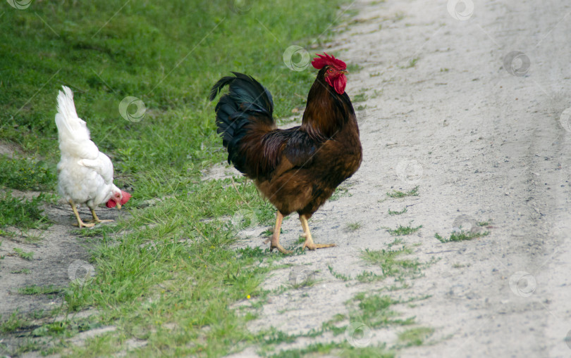 Скачать коричневый петух с черным хвостом и белая курица гуляют на свободе. Птицы крупным планом. Сельская местность. фотосток Ozero