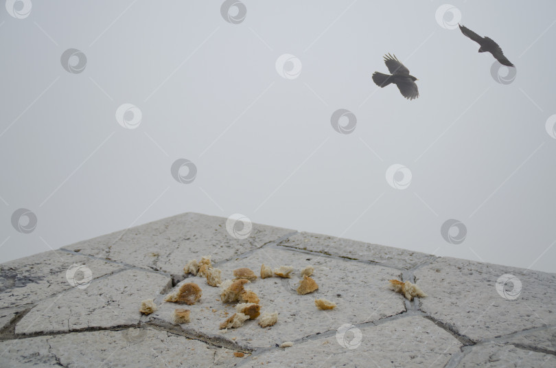 Скачать Крошки хлеба на камне. Корм для птиц. Туманное утро в горах. фотосток Ozero