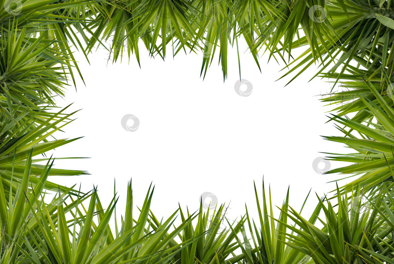 Скачать Зелёная рамка из тропических листьев на фоне неба. фотосток Ozero