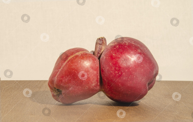 Скачать Сросшиеся красные яблоки на деревянном столе. фотосток Ozero