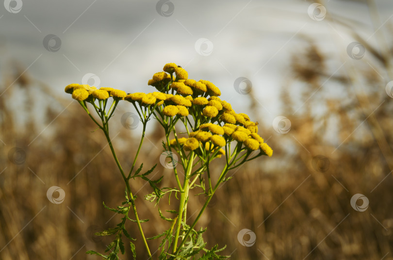 Скачать Куст жёлтой пижмы на фоне жёлтого поля. Осенний пейзаж. фотосток Ozero