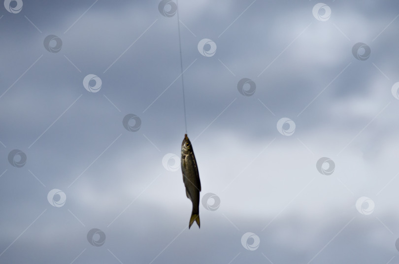 Скачать Маленькая серебристая рыбка попалась на крючок. Рыбалка, отдых, хорошее времяпрепровождение. фотосток Ozero
