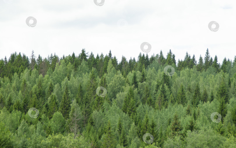 Скачать Прекрасный северный лесной пейзаж с верхушек зеленых елей. Дизайн фотообоев, обложек, скринсейверов. фотосток Ozero