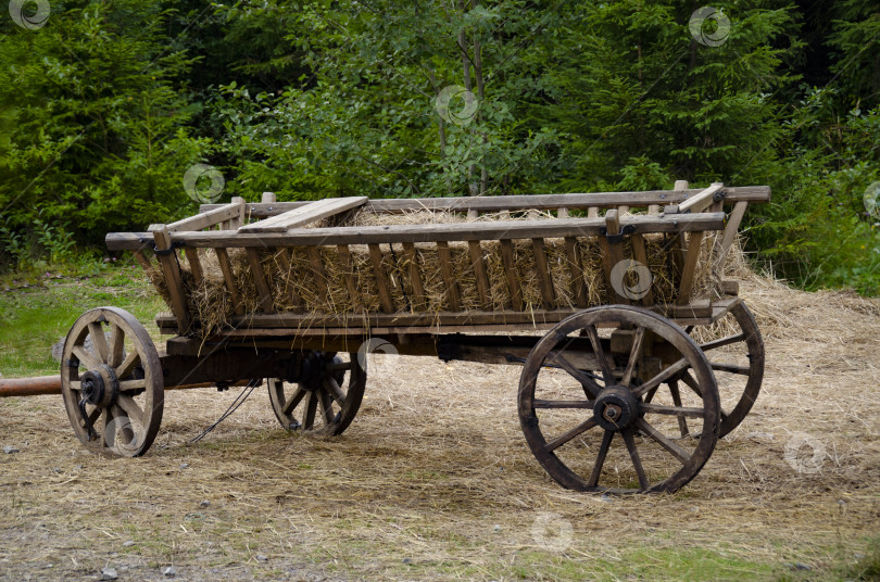 Скачать старая деревянная тележка с четырьмя колесами на соломе на фоне зеленого леса. фотосток Ozero