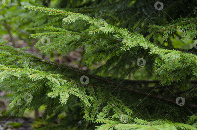 Скачать Зеленые ветви ели крупным планом. Красивый лесной пейзаж. фотосток Ozero