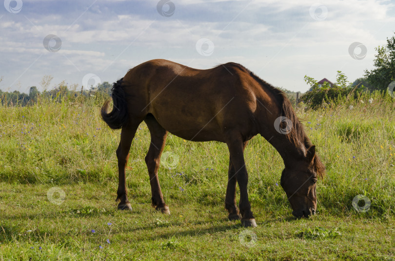 Скачать крупный план коричневой лошади, пасущейся летом на лугу. фотосток Ozero