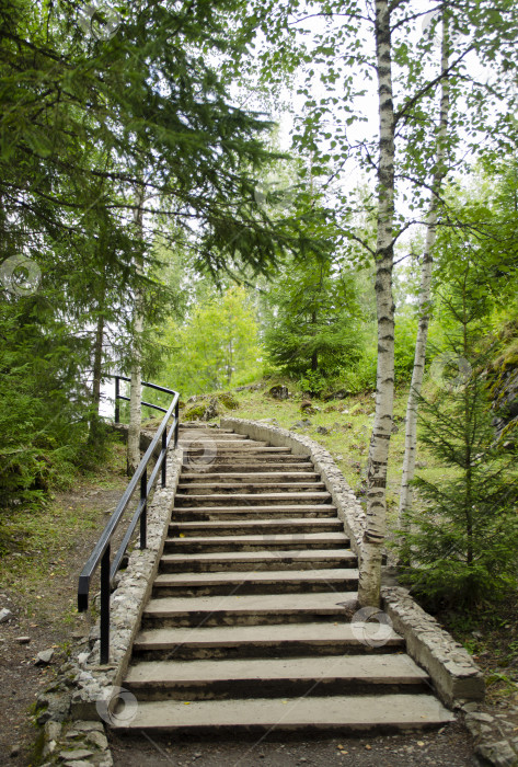 Скачать Старая деревянная лестница, ведущая наверх посреди зеленого леса. фотосток Ozero