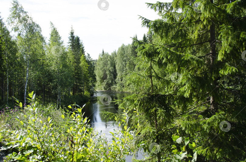 Скачать Красивый летний лесной пейзаж. Северная природа. Лесная река. Рускеала, Карелия. фотосток Ozero