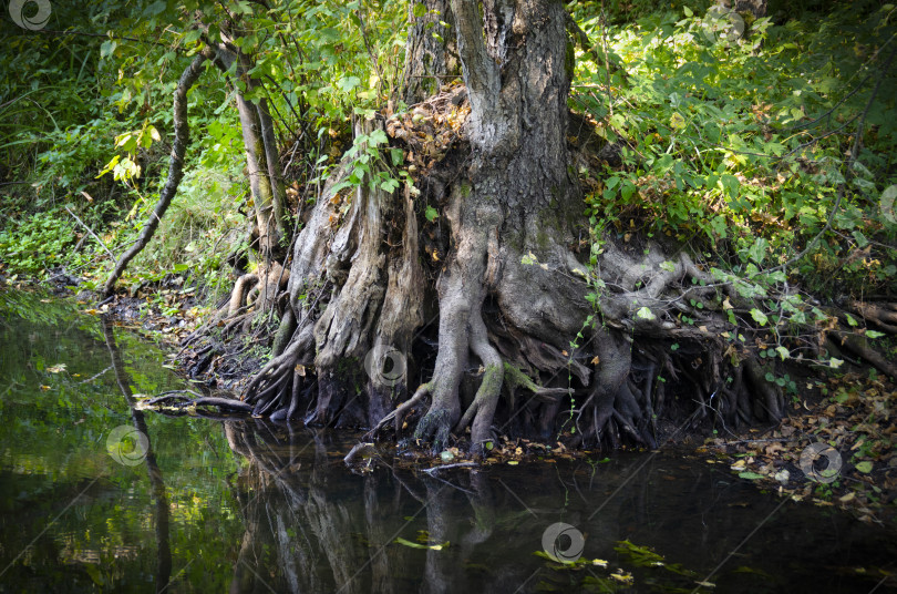 Скачать Огромные переплетенные корни старого дерева над прудом. фотосток Ozero