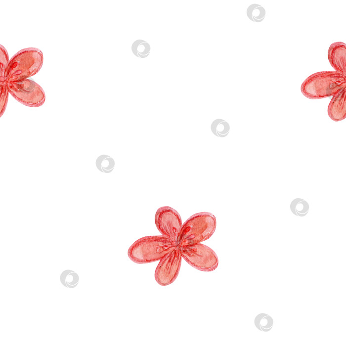 Скачать Акварельный узор с розовым цветком плюмерии на белом фоне. Нарисованная от руки ботаническая иллюстрация, тропический цветок для текстиля, обои фотосток Ozero