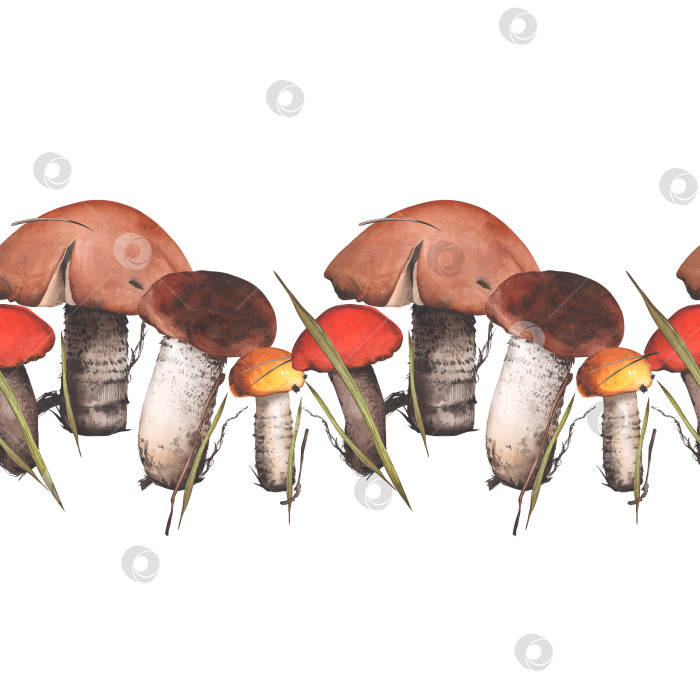 Скачать Белые грибы. Бесшовная горизонтальная кайма из съедобных грибов. Акварельная иллюстрация. Для фонового дизайна, упаковки, текстиля фотосток Ozero