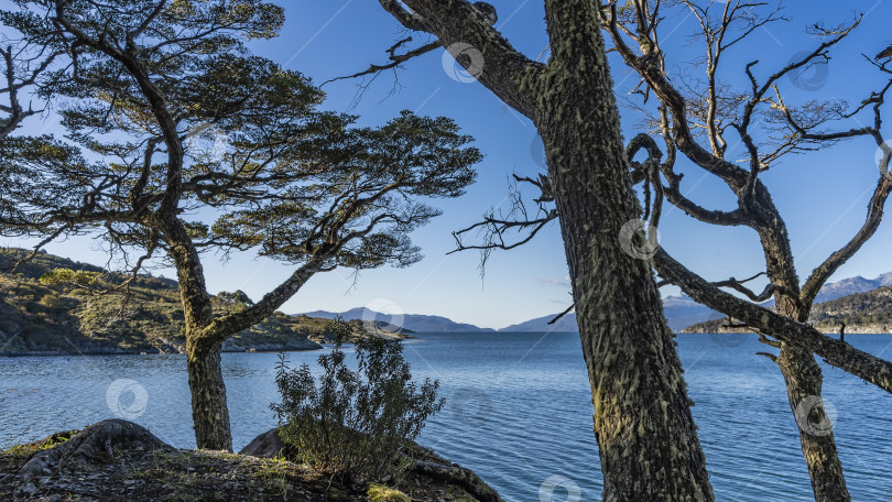 Скачать Деревья нотофагуса на берегу голубого озера. фотосток Ozero