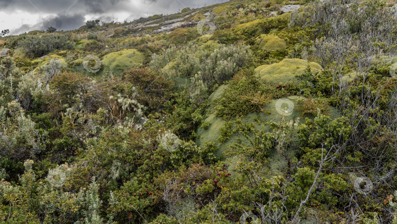 Скачать Типичная низкорослая растительность южной Патагонии. фотосток Ozero