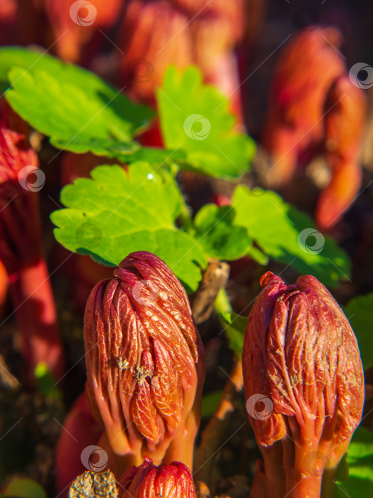 Скачать Красные текстурные побеги растений на солнечном свету - начало новой жизни фотосток Ozero