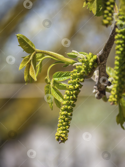 Скачать Цветок грецкого ореха. Крупный план цветущей сережки грецкого ореха на ветке с нежными зелеными листьями. Молодые листья и соцветия грецких орехов на ветке дерева весной фотосток Ozero