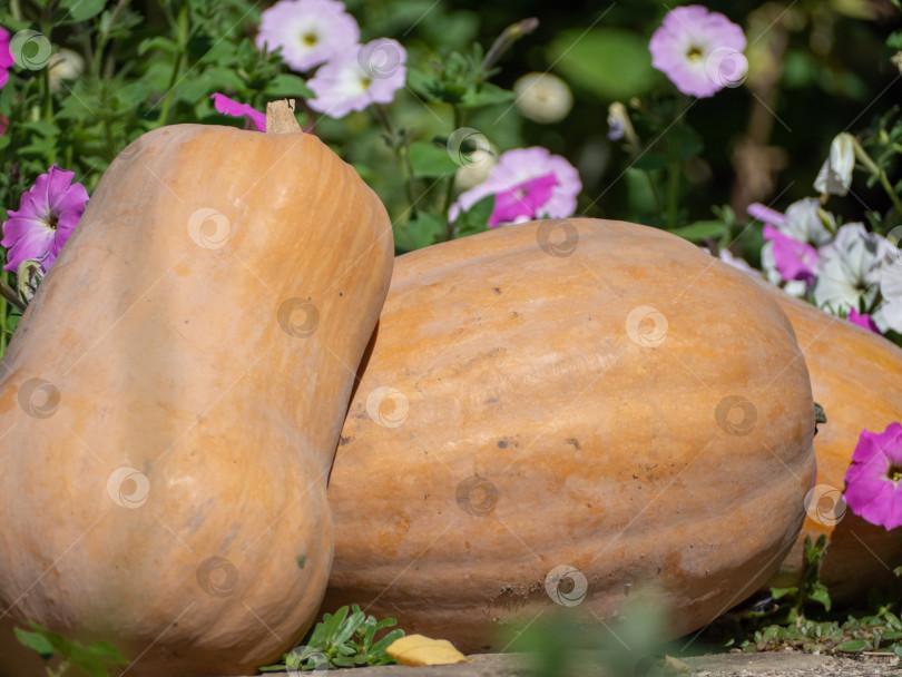 Скачать Осенний сбор урожая тыквы. Органические оранжевые тыквы на осеннем фестивале урожая на фоне цветов фотосток Ozero