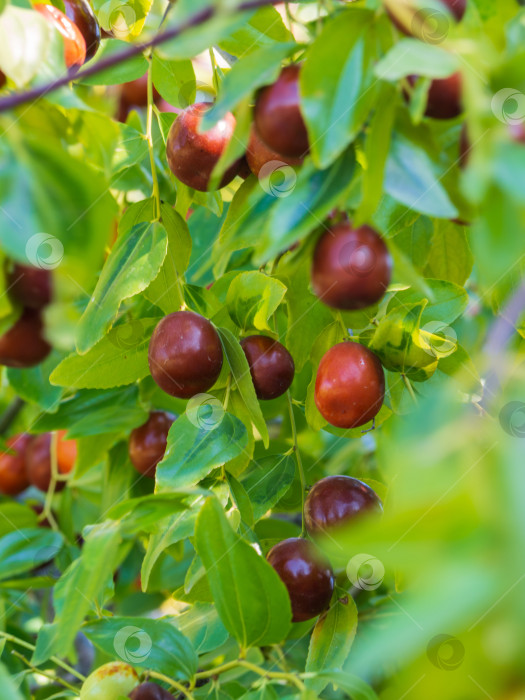 Скачать Плоды мармелада. Зизифус жужуба. Спелые сочные ягоды мармелада среди зеленой листвы. Спелый унаби на ветке дерева в саду. Крупный план ветвей дерева с плодами зизифуса фотосток Ozero