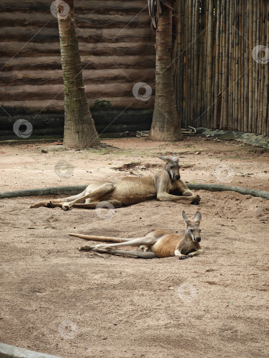 Скачать Два кенгуру лежат на песке в зоопарке фотосток Ozero