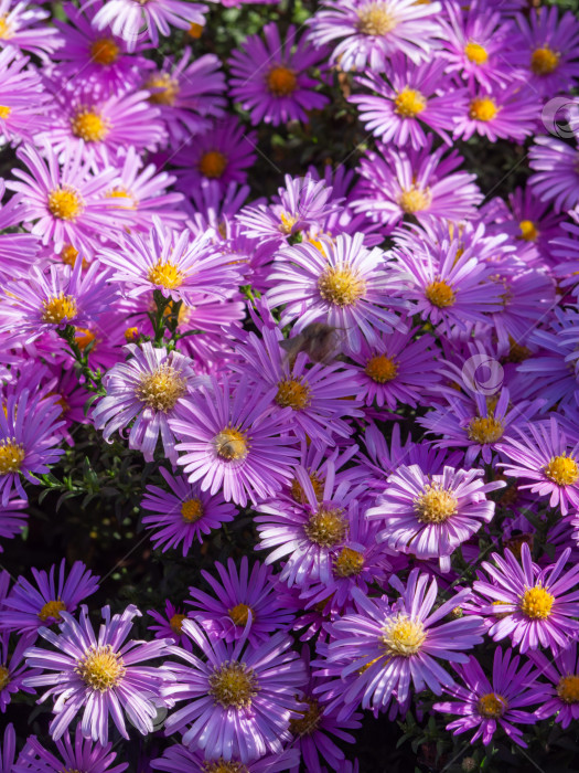 Скачать Крупным планом красивые фиолетовые цветы астры в саду, на фоне цветов. Астра думозус (Symphyotrichum dumosum, кустистая астра). Цветы японской астры или калимериса резаного фотосток Ozero