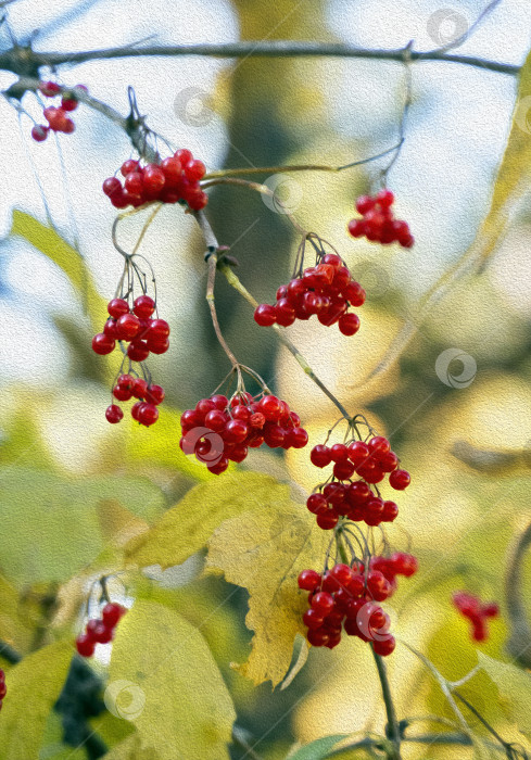 Скачать Красные ягоды калины на фоне желтых листьев. Красочный осенний природный фон с плодами калины. фотосток Ozero