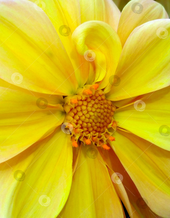 Скачать Желтый цветок крупным планом. Красивый летний фон. фотосток Ozero