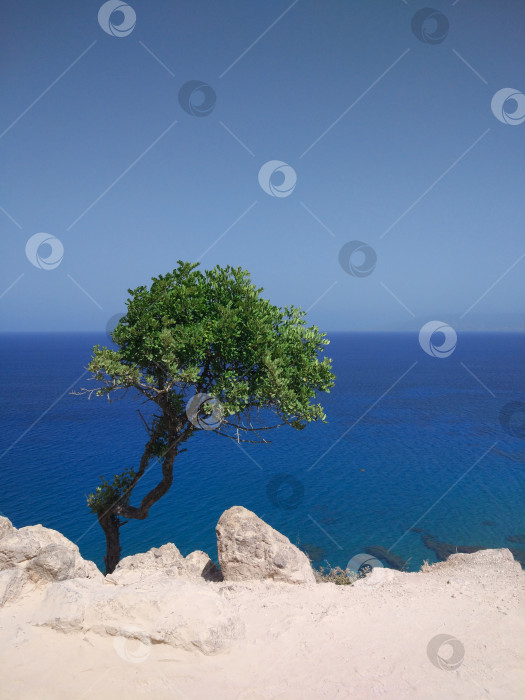 Скачать Одинокое дерево на фоне синего моря и неба. Летний фон. Кипр фотосток Ozero