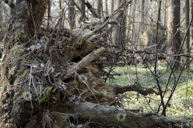 Скачать Лес после сильного урагана. Поваленные деревья, вырванные с корнем из земли. фотосток Ozero