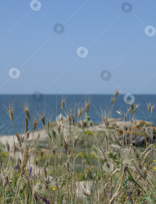 Скачать Колоски пшеницы на фоне холмов и моря. Прекрасный летний морской пейзаж. Живая природа. фотосток Ozero