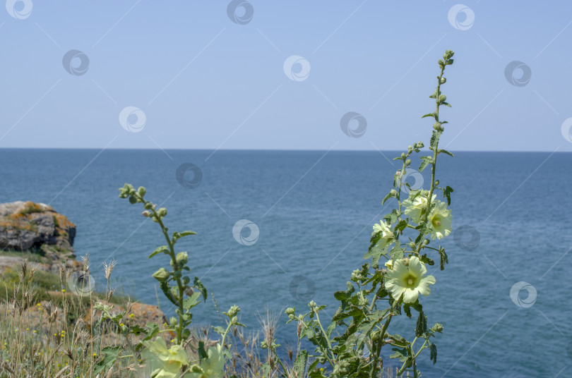 Скачать Колоски пшеницы и белые цветы на фоне моря. Прекрасный летний морской пейзаж. Живая природа. фотосток Ozero