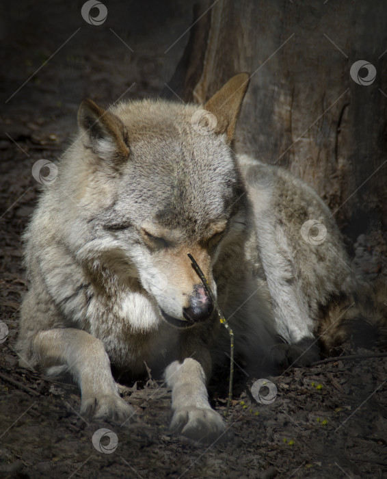 Скачать Одинокий серый волк грызет палку. Хищное животное в дикой природе крупным планом. фотосток Ozero