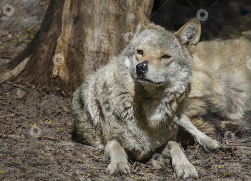 Скачать Серый волк готовится к нападению. Хищное животное в дикой природе крупным планом. фотосток Ozero