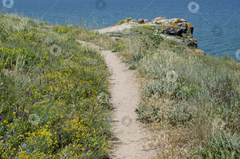Скачать дорога в поле с цветами, ведущая к морю. Прекрасный летний пейзаж. фотосток Ozero
