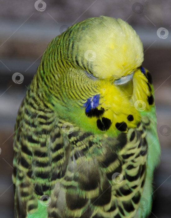 Скачать Зеленый волнистый попугайчик спит. Птица крупным планом. фотосток Ozero