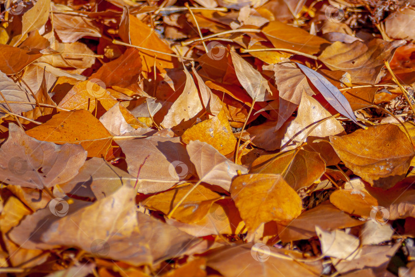 Скачать Осенние листья фотосток Ozero