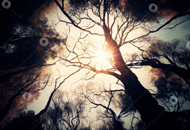 Скачать вид сверху на вершины сказочных черных деревьев без листвы, лучи солнца фотосток Ozero