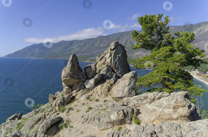 Скачать Сосна на вершине прибрежного утеса.  Озеро Байкал, Россия. Август. фотосток Ozero