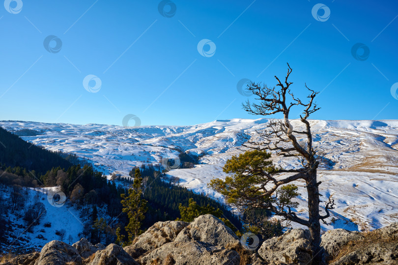 Скачать Дерево над обрывом на фоне заснеженных гор фотосток Ozero