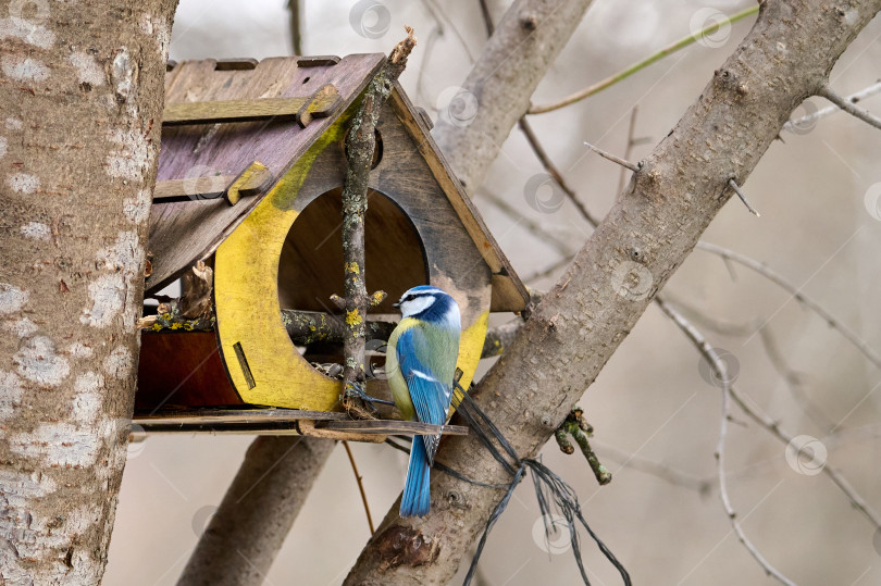 Скачать Евразийская синица Cyanistes caeruleus фотосток Ozero