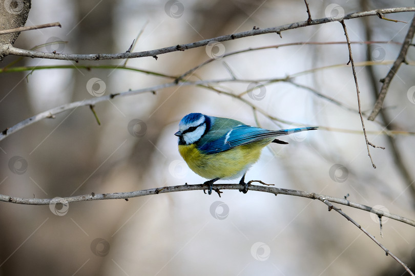 Скачать Евразийская синица Cyanistes caeruleus фотосток Ozero