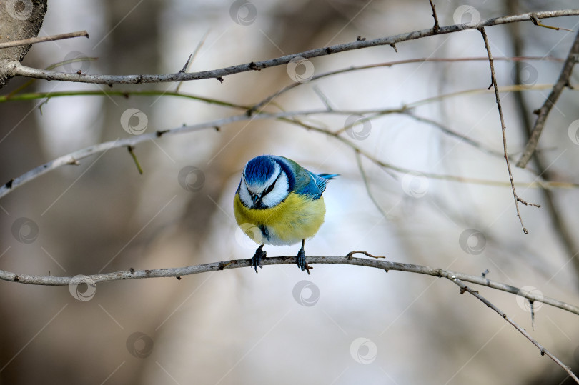 Скачать Евразийская синица Cyanistes caeruleus фотосток Ozero