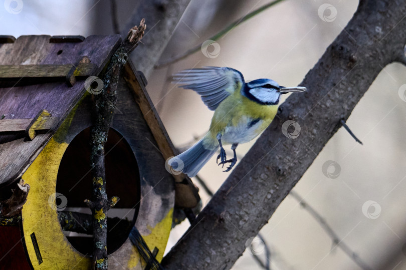 Скачать Евразийская голубая синица Cyanistes caerul фотосток Ozero